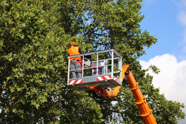 How Our Tree Care Process Works  in Crowley, LA